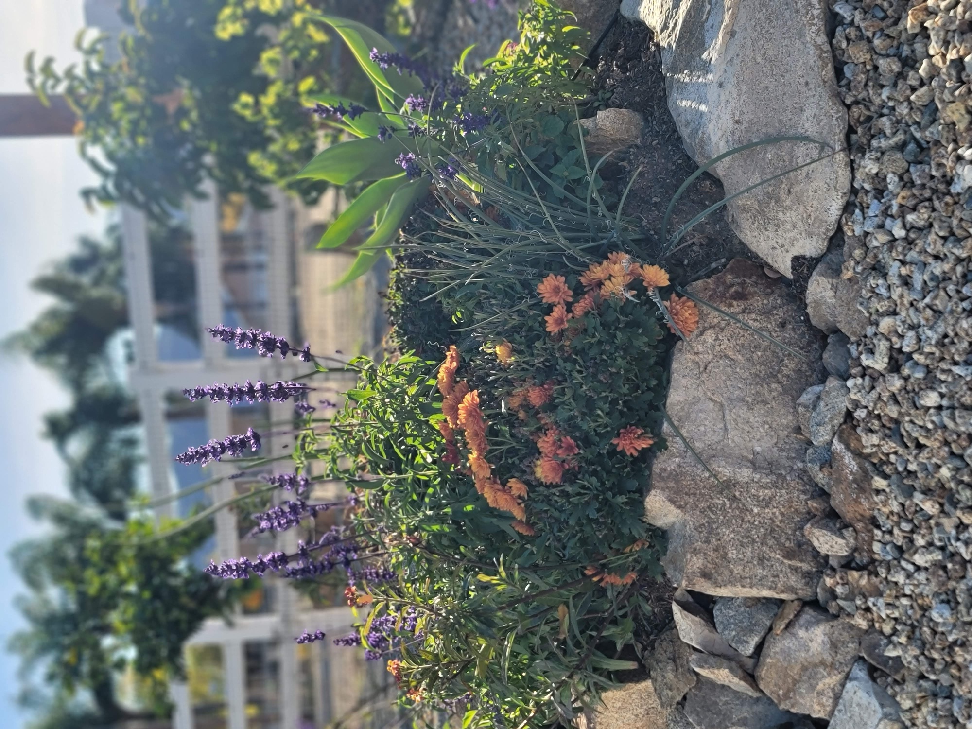 Garden flowers in bloom